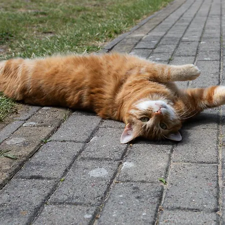 Sloneczny Zakatek * Debina (Ustka)