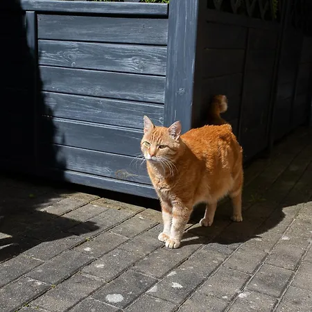 Sloneczny Zakatek Проживание в семье