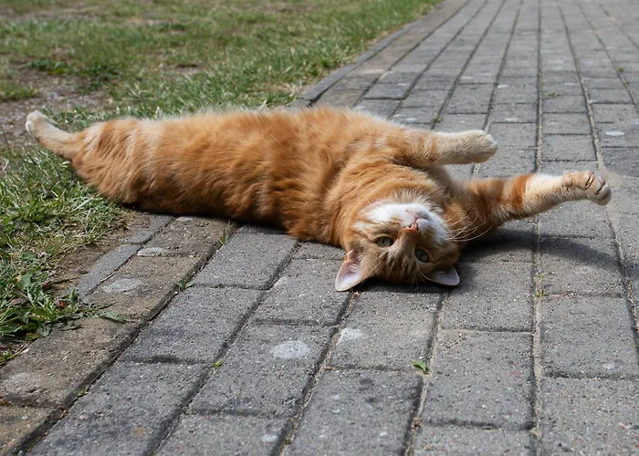 Sloneczny Zakatek * Debina (Ustka)